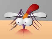להרוג יתוש