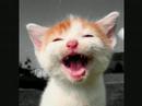 laughing cats 