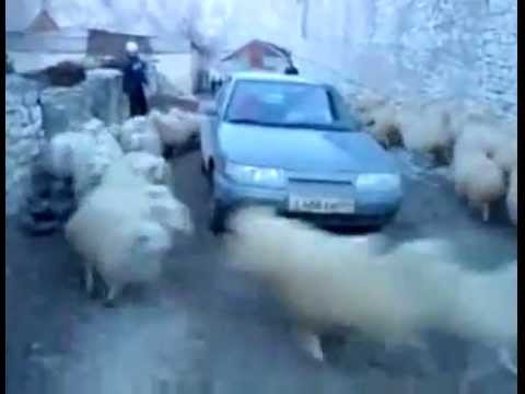 עדר כבשים תוקעים מכונית